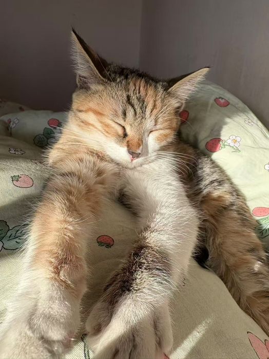 Шестимесячная кошка