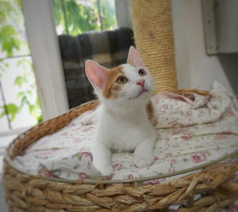 Pisicul Brain o să-ți însenineze viața dacă îl adopți