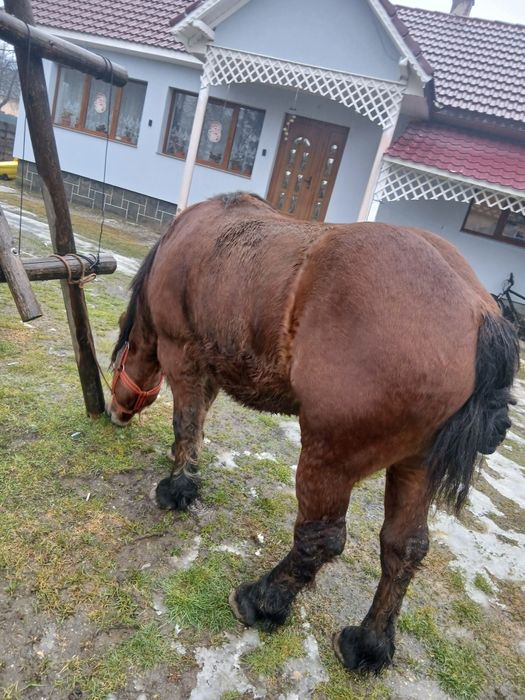 Vând armăsar 3 ani!
