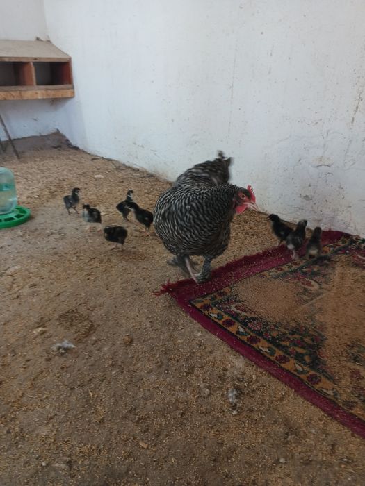 Продам кур возраст 1 год