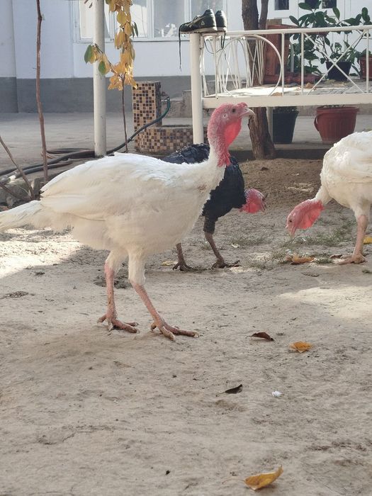 Куркалар сотилади.