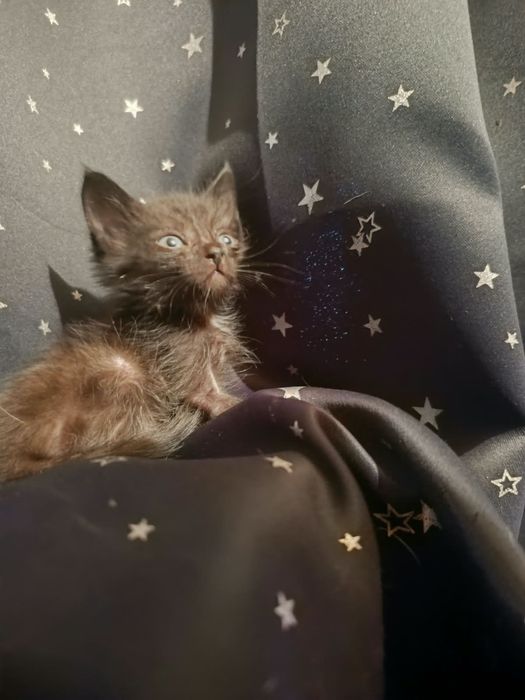 Котята,здоровые,в хорошие руки