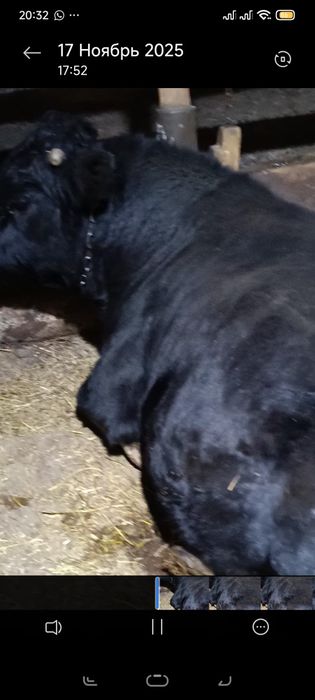 Ангус бык на племя возраст два +