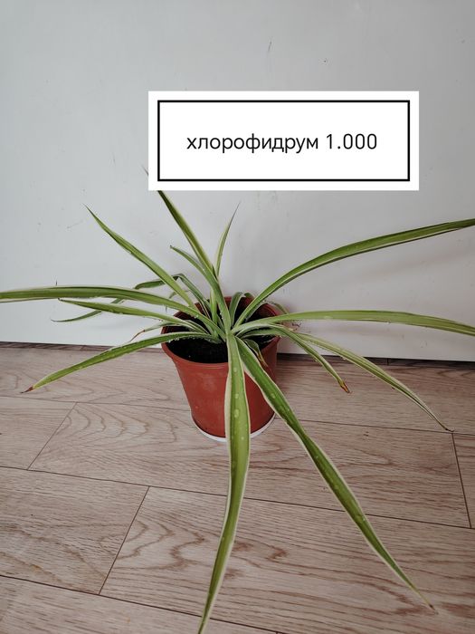 Продаются домашние цветы