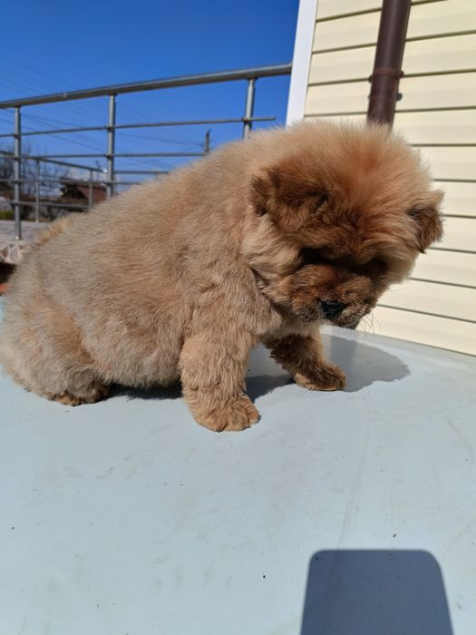 Чау чау         .