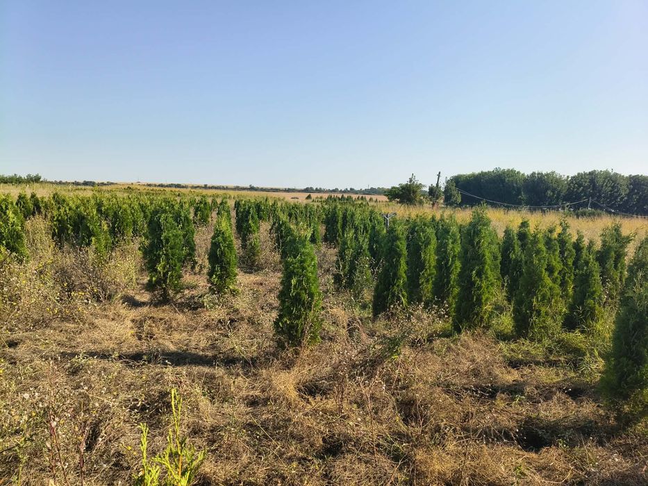 Туя смарагд/фастигиата