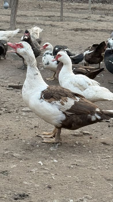 индоутка сатылады