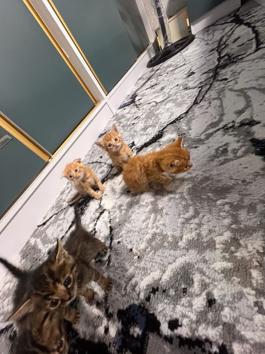 Bengal mushukchalar sotiladi