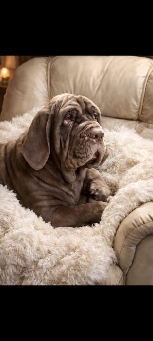 Щенки мастино наполетано