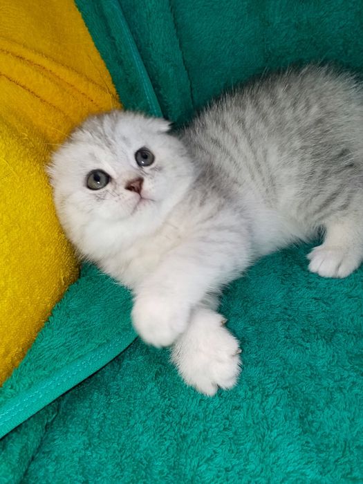 Котята шотланские