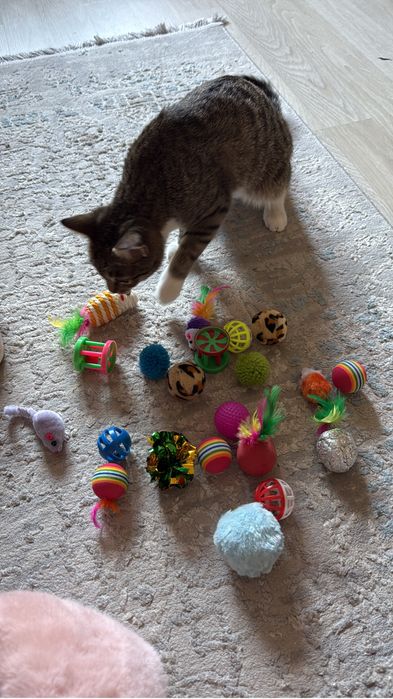 Отдам кошку в добрые руки