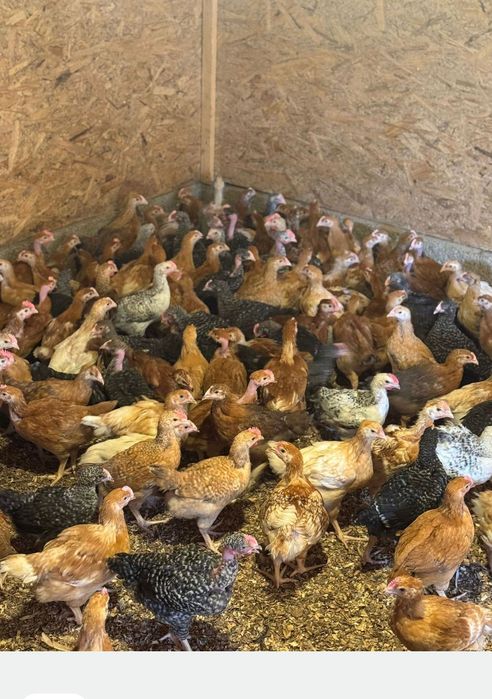 pui rasa mixta și pui albi de carne