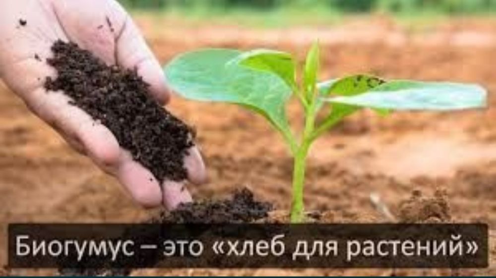 Bio gomus qo'y Mol toza