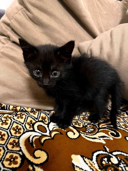 Котята в хорошие руки