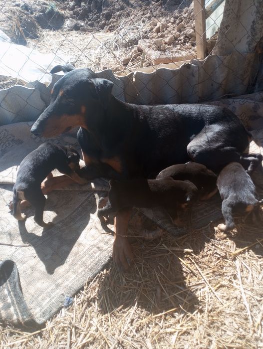 Продаются щенки добермана