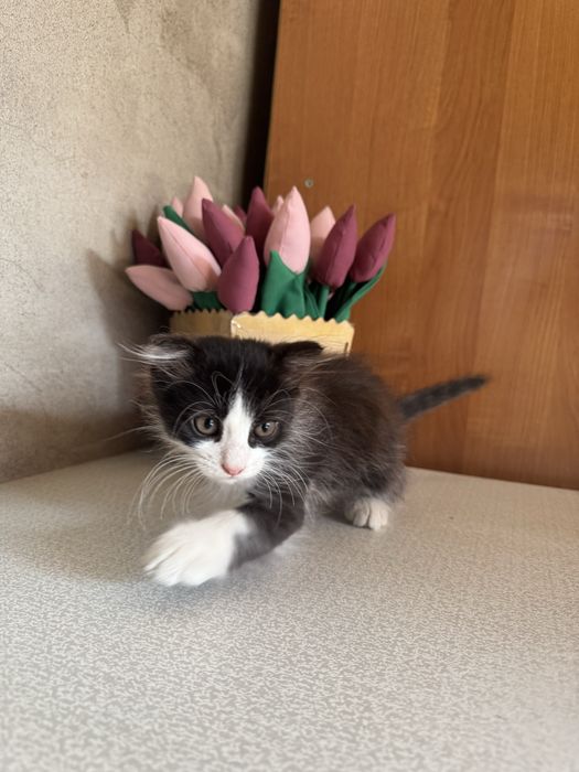 Отдам котенка бесплатно