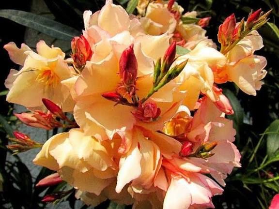 Leandru (Toate culorile în Stoc )