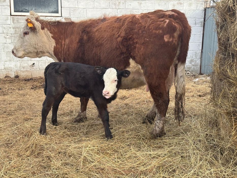 КРС Үш бас сиыр бұзаумен сатылады.