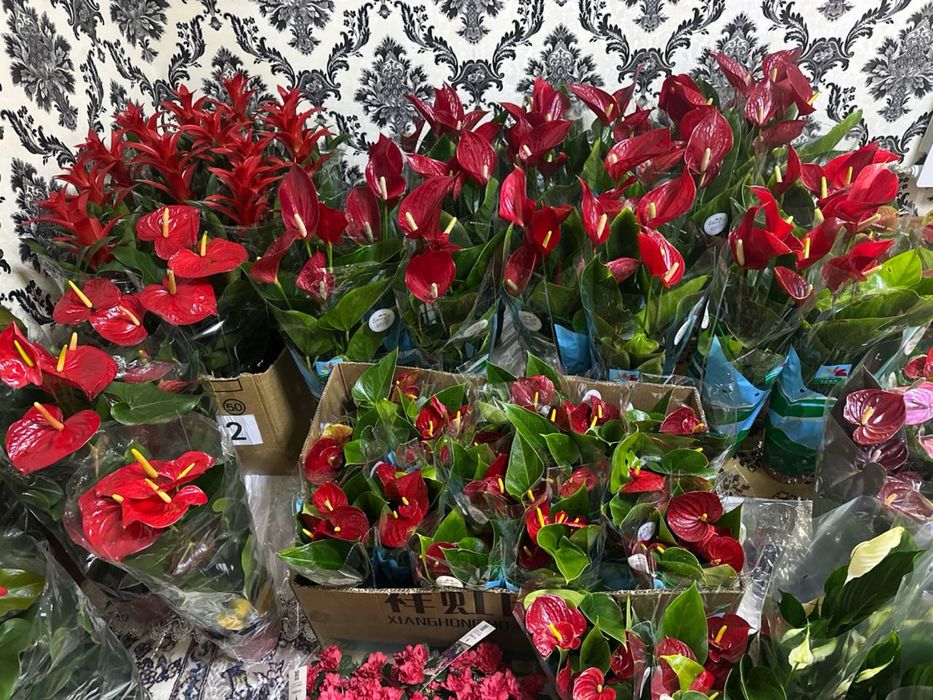 Цветок Антуриум известный как мужское счастье