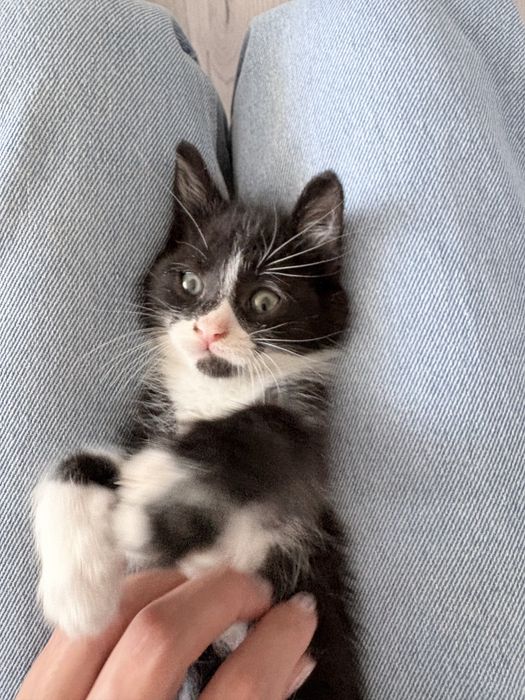 Подарявам малко котенце