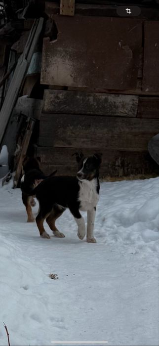 Отдам мальчишек в добрые руки