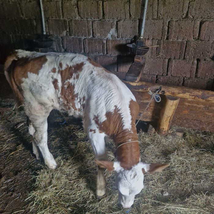 Vând vițea bălțată!