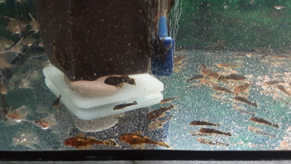 Анцитрусы.  300тг.