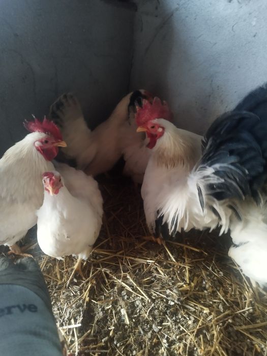 Brahma, chabo, fazan comun, rate alergatoare sau rate indiene