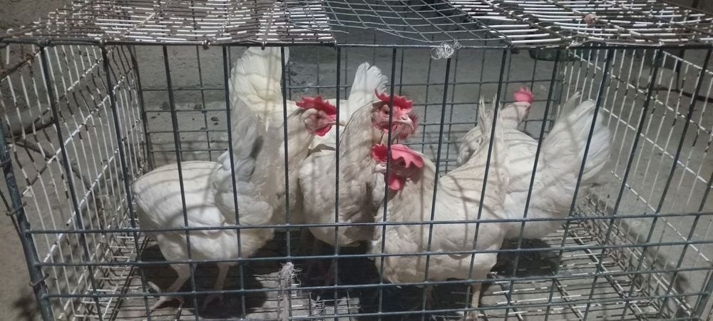 Ломан синди Тухум йуналишида