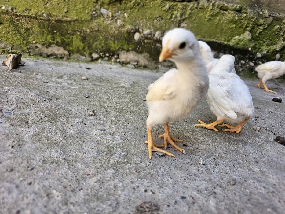 О шамо немец (ақ) балапандары сатылады