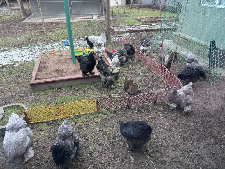 Брама инкубационное яйцо