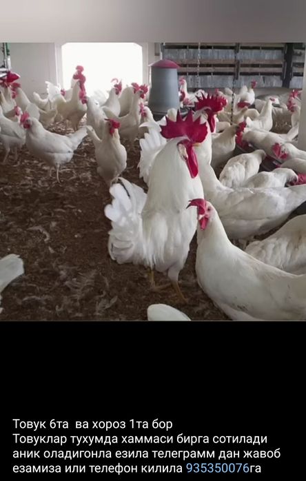 Товук жужалар бор бир ойлик