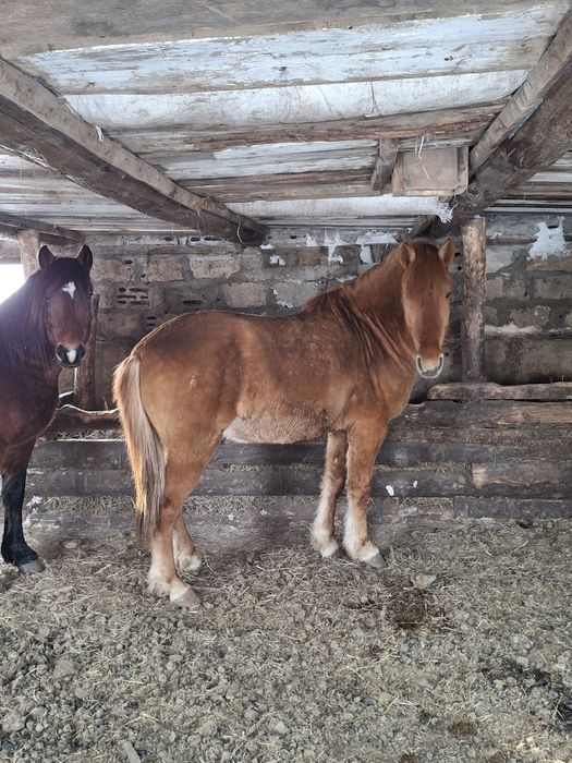 Продам жеребцов с откорма. Есть верховые, упряжку знают