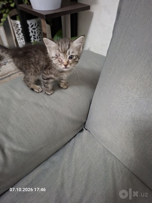 Котёнок мальчик очень игривый и ласковый