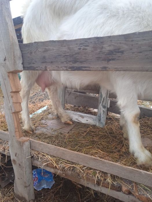 Продается коза с козленком, молочная