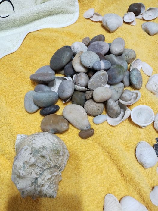 Ракушки для аквариума