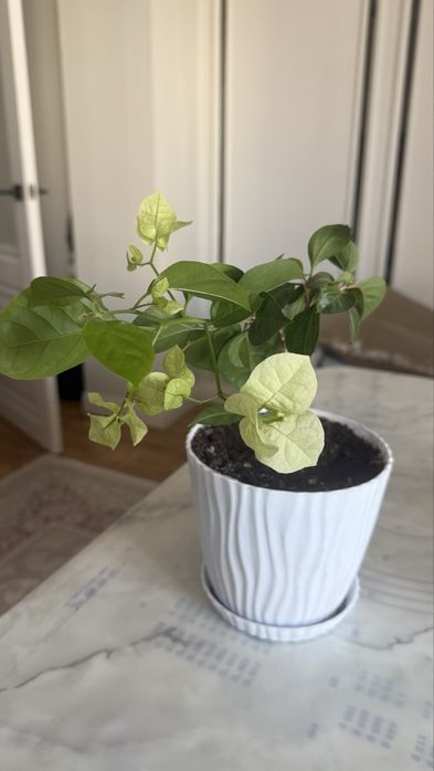 Бугенвиллия  цветущяя