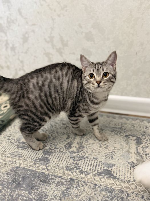 Кошка Scotish Stright 6 мес.