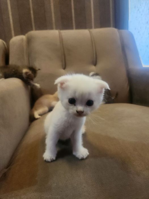 Scottish Fold mushukcha