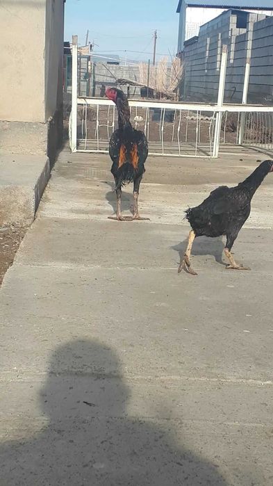 Дакандар срочно сатылады