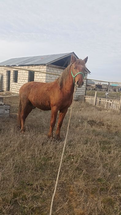 Айғыр  сатылады.