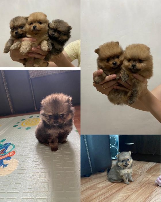 Щенки Немецкого шпица.