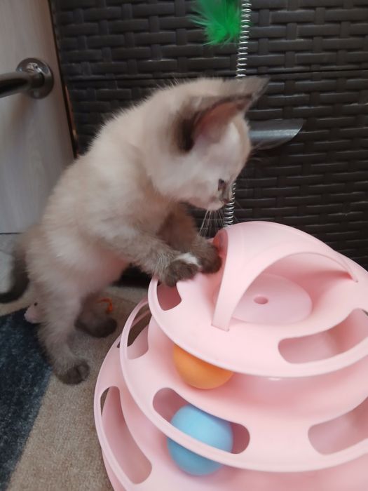 Отдам лучших котят