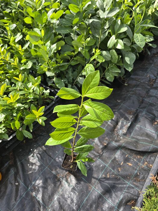 Laur Englezesc NOVITA - 40-50cm