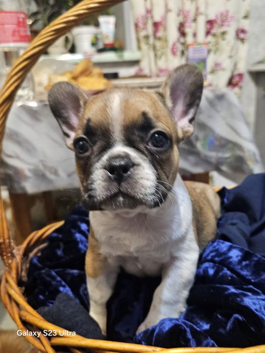 Французский бульдог