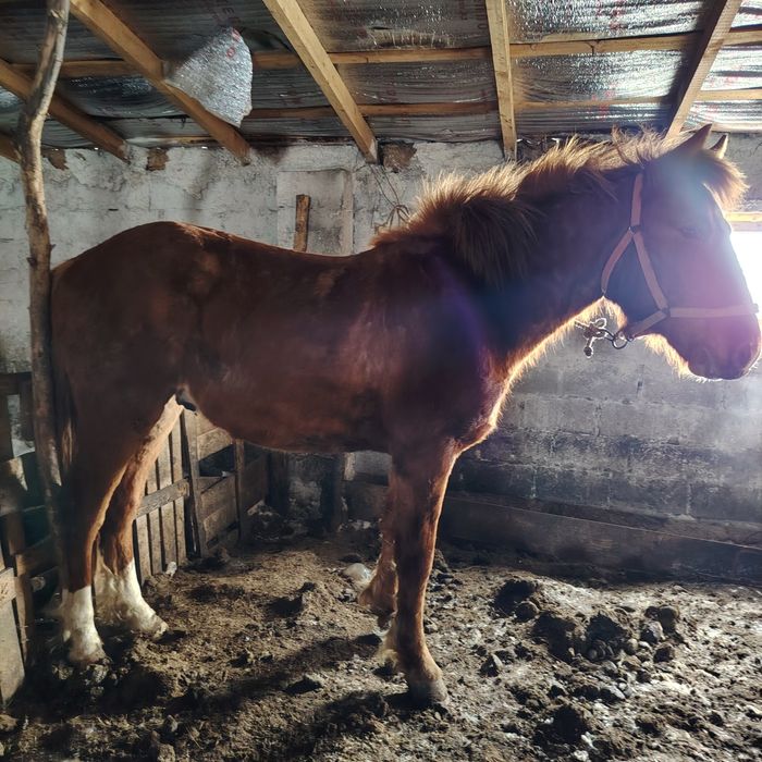 Тай кунан ат жылкы