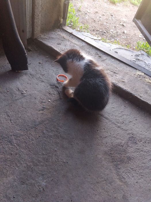 Отдам котят девочки