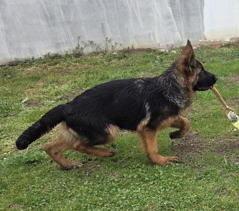 Femela ciobanesc german  în vârstă de 4 luni