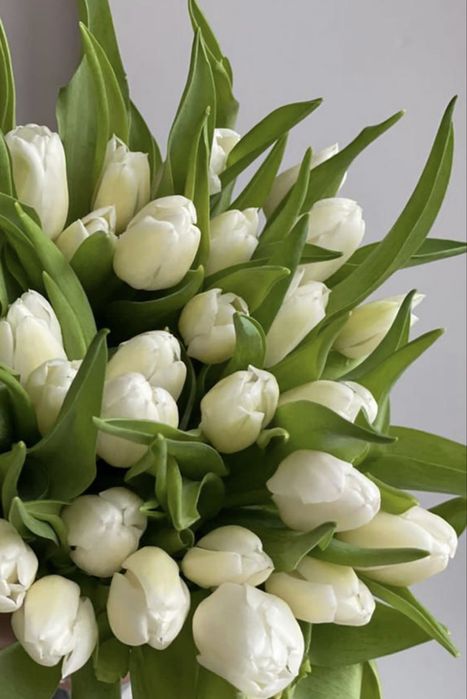 Голландские тюльпаны