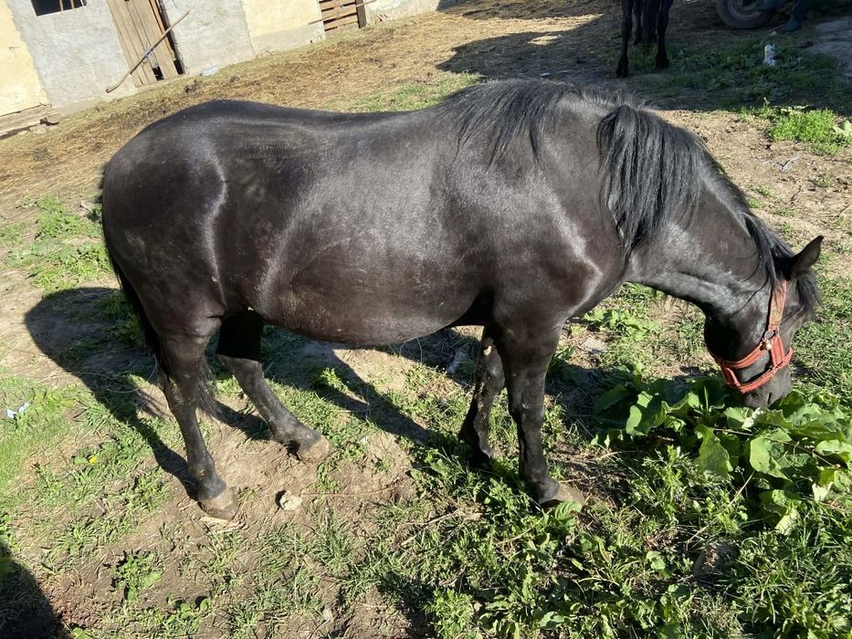 Vând iapa de 7 ani și o manza de 1 an și 3 luni. Mai multe detalii la nr de telefon0756671672